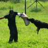 王座訓犬中心